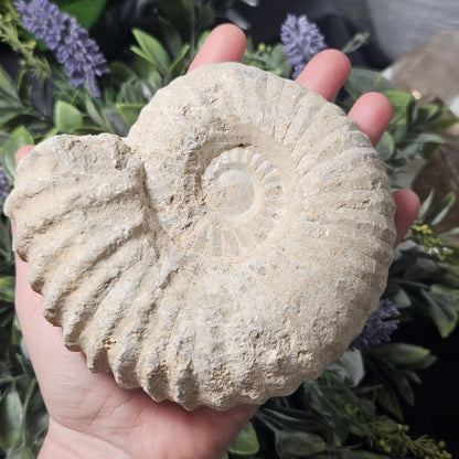 Ammonite Fossil