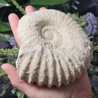 Ammonite Fossil