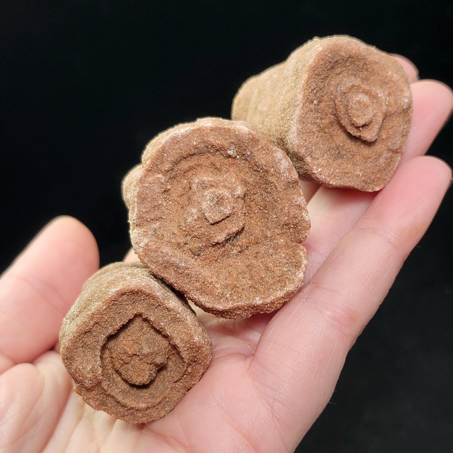 Moroccan Sand Concretion