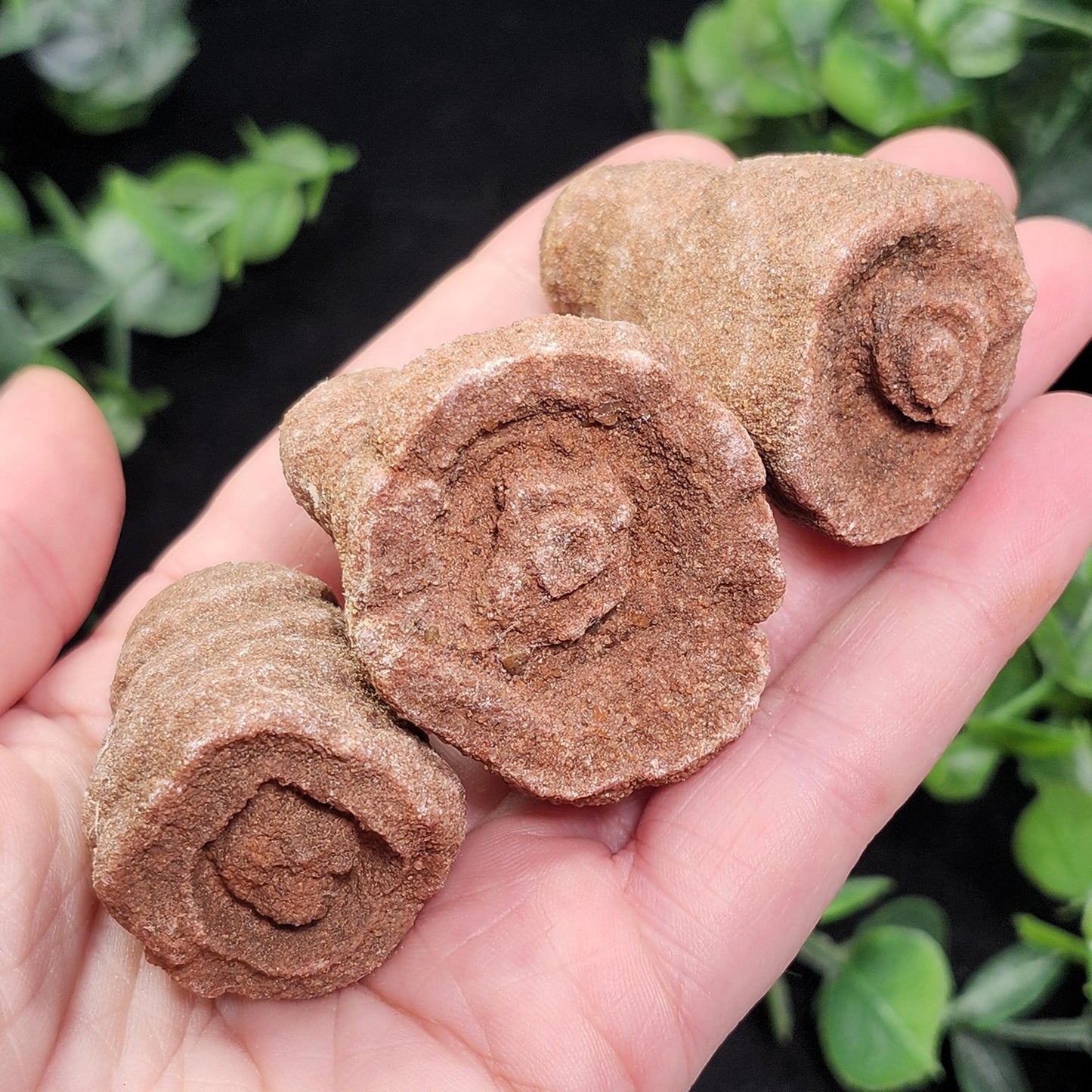 Moroccan Sand Concretion