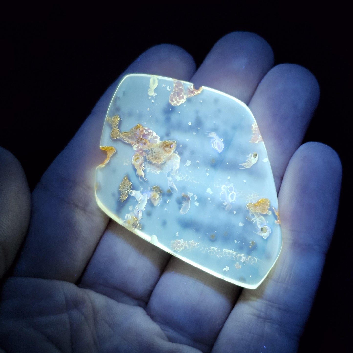 MOVING Enhydro AMBER with Bugs 5.7g