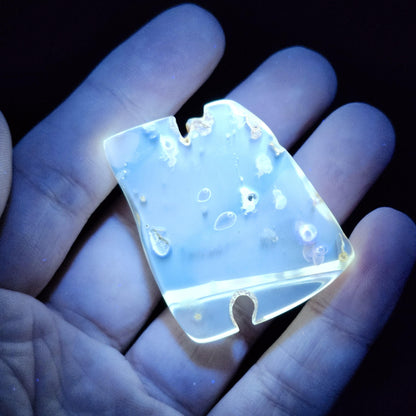 MOVING Enhydro AMBER with Bugs 8g