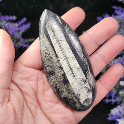 Orthoceras Fossil 2.5