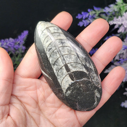 Orthoceras Fossil 2.5