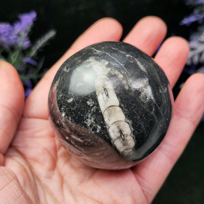 Orthoceras Fossil Sphere, 1.75