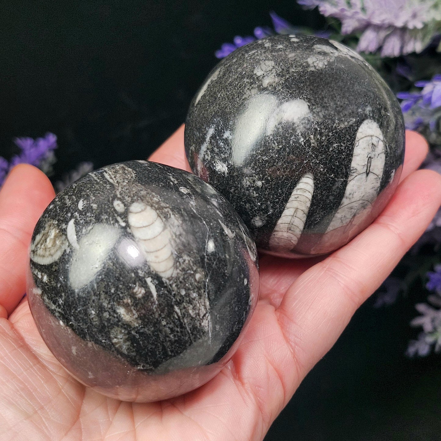 Orthoceras Fossil Sphere, 1.75