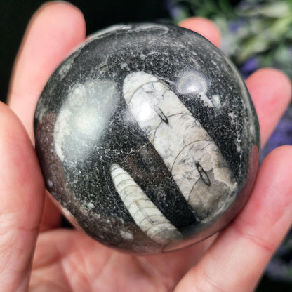 Orthoceras Fossil Sphere, 1.75