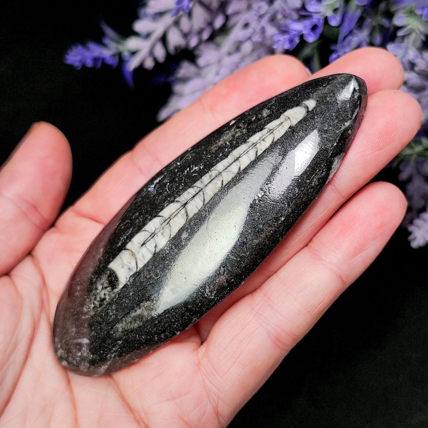 Orthoceras Fossil 2.5