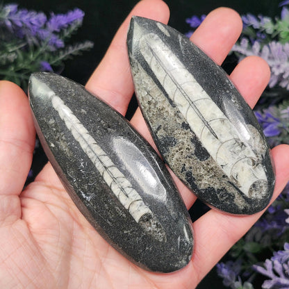 Orthoceras Fossil 2.5