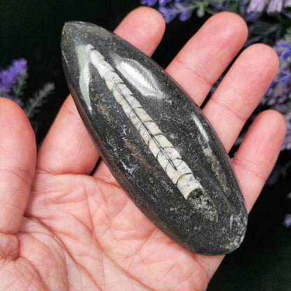 Orthoceras Fossil 2.5