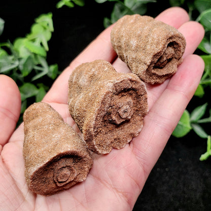 Moroccan Sand Concretion