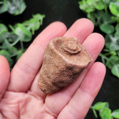 Moroccan Sand Concretion