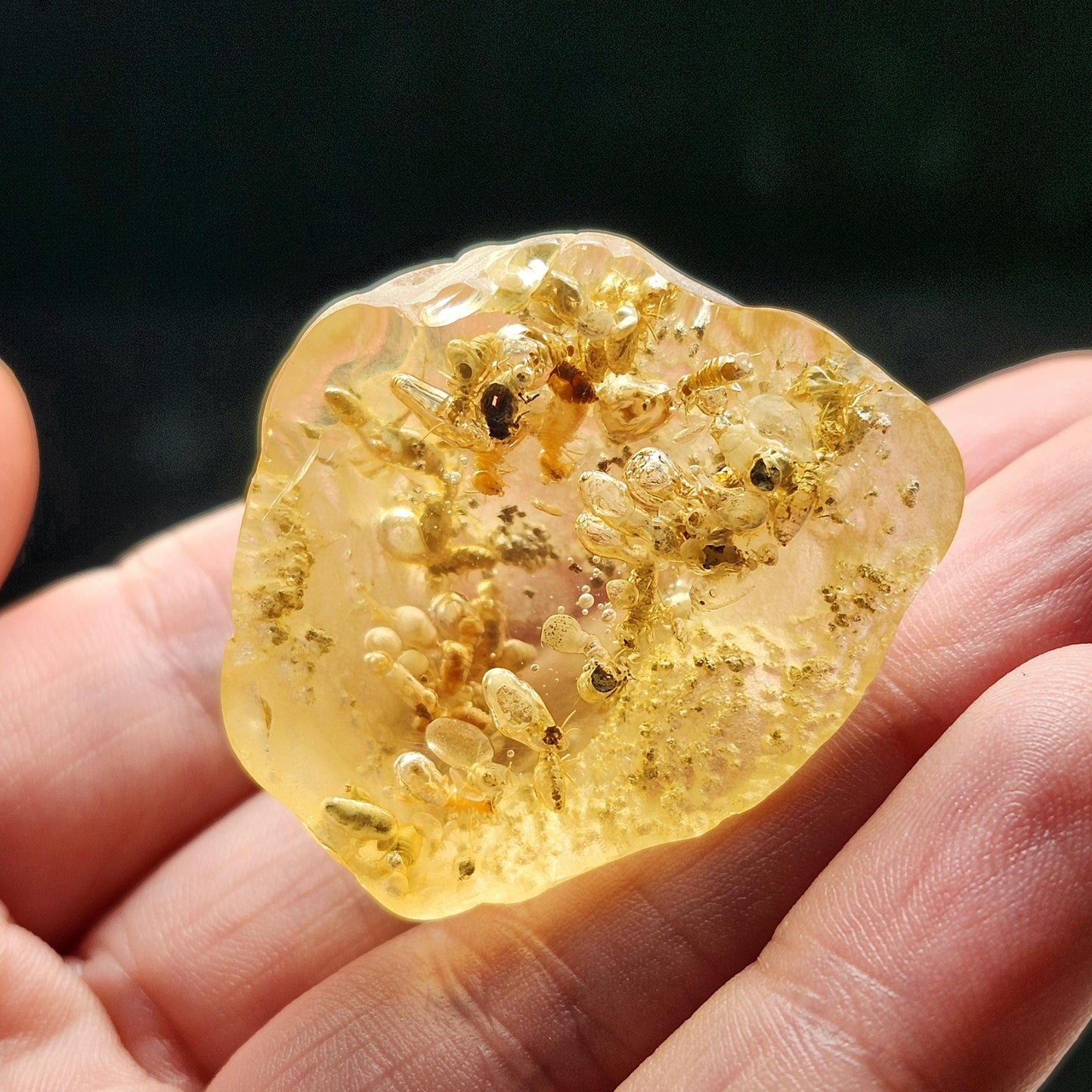 Amber with Termites/Bugs & Static ENHYDRO 10.4g