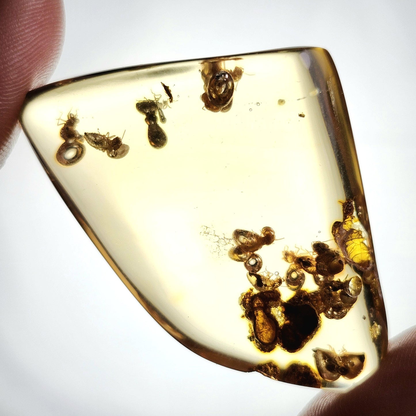 Amber with Bugs & Static ENHYDRO 10.5g