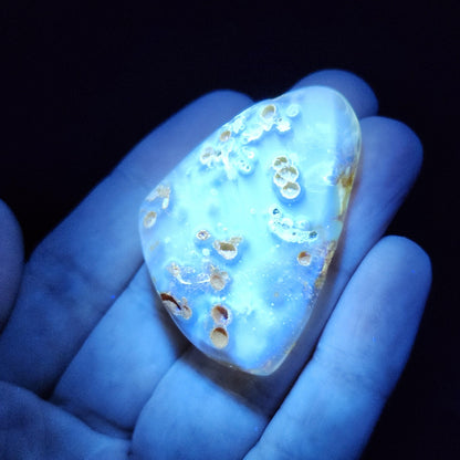 MOVING Enhydro AMBER with Bugs 11g