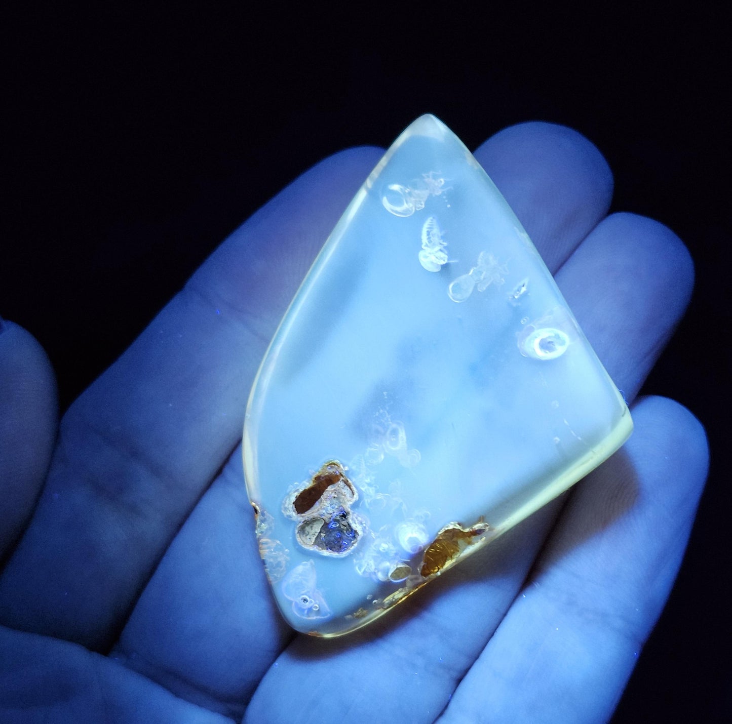 Amber with Bugs & Static ENHYDRO 10.5g