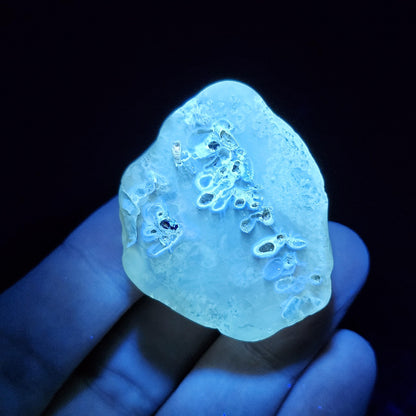 Amber with Termites/Bugs & Static ENHYDRO 10.4g