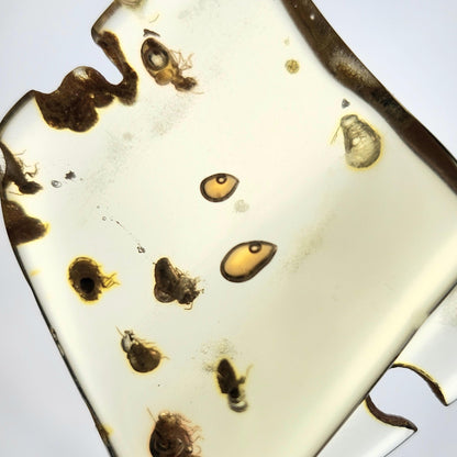 MOVING Enhydro AMBER with Bugs 8g