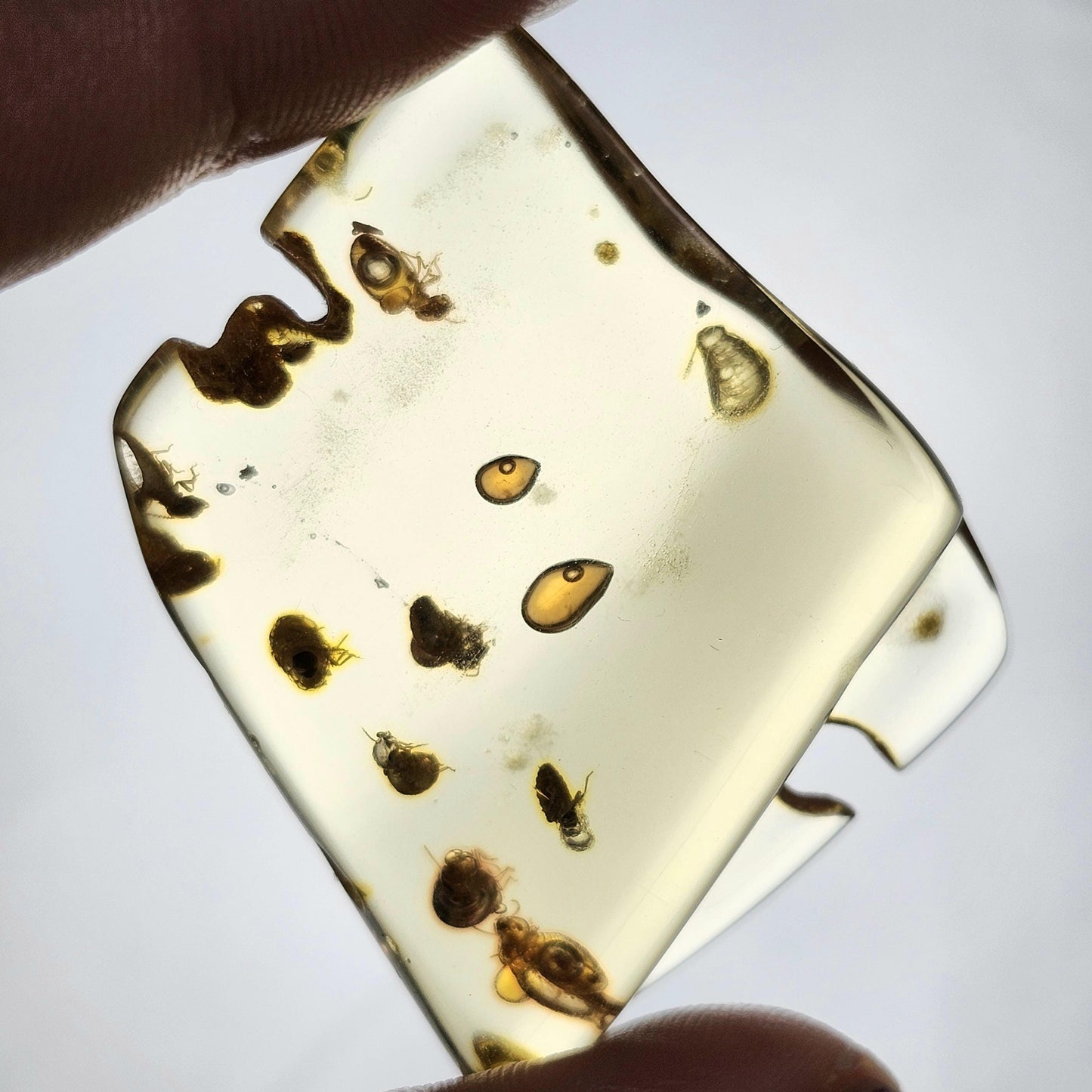 MOVING Enhydro AMBER with Bugs 8g