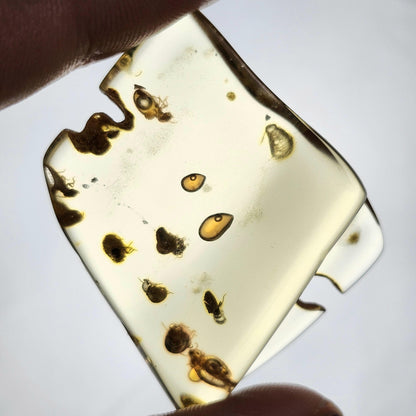 MOVING Enhydro AMBER with Bugs 8g