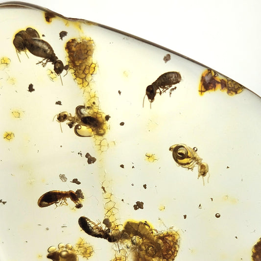 MOVING Enhydro AMBER with Bugs 5.7g