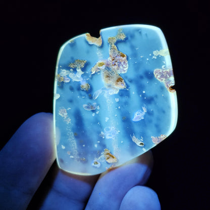 MOVING Enhydro AMBER with Bugs 5.7g