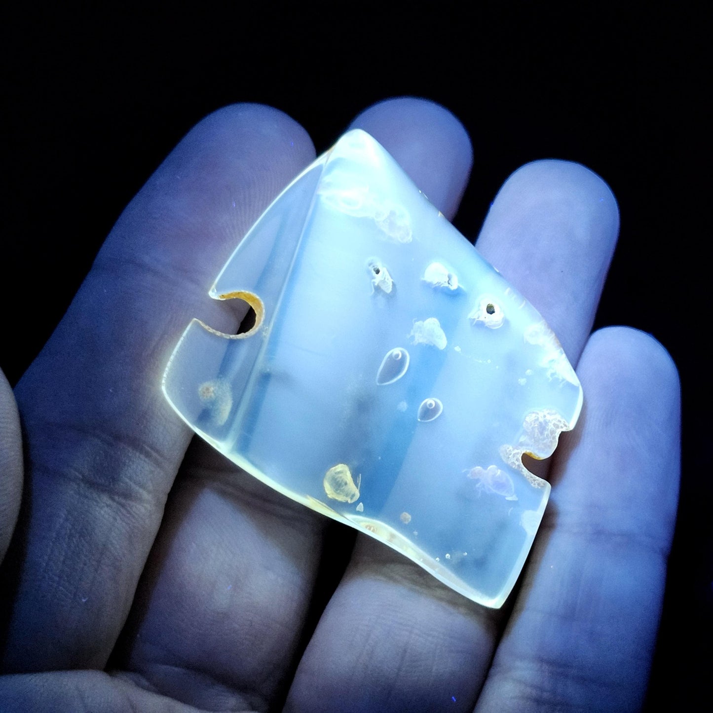 MOVING Enhydro AMBER with Bugs 8g