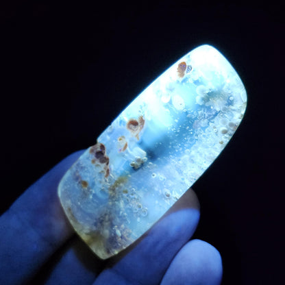 Amber with Moving Enhydro & Insects 6.8g