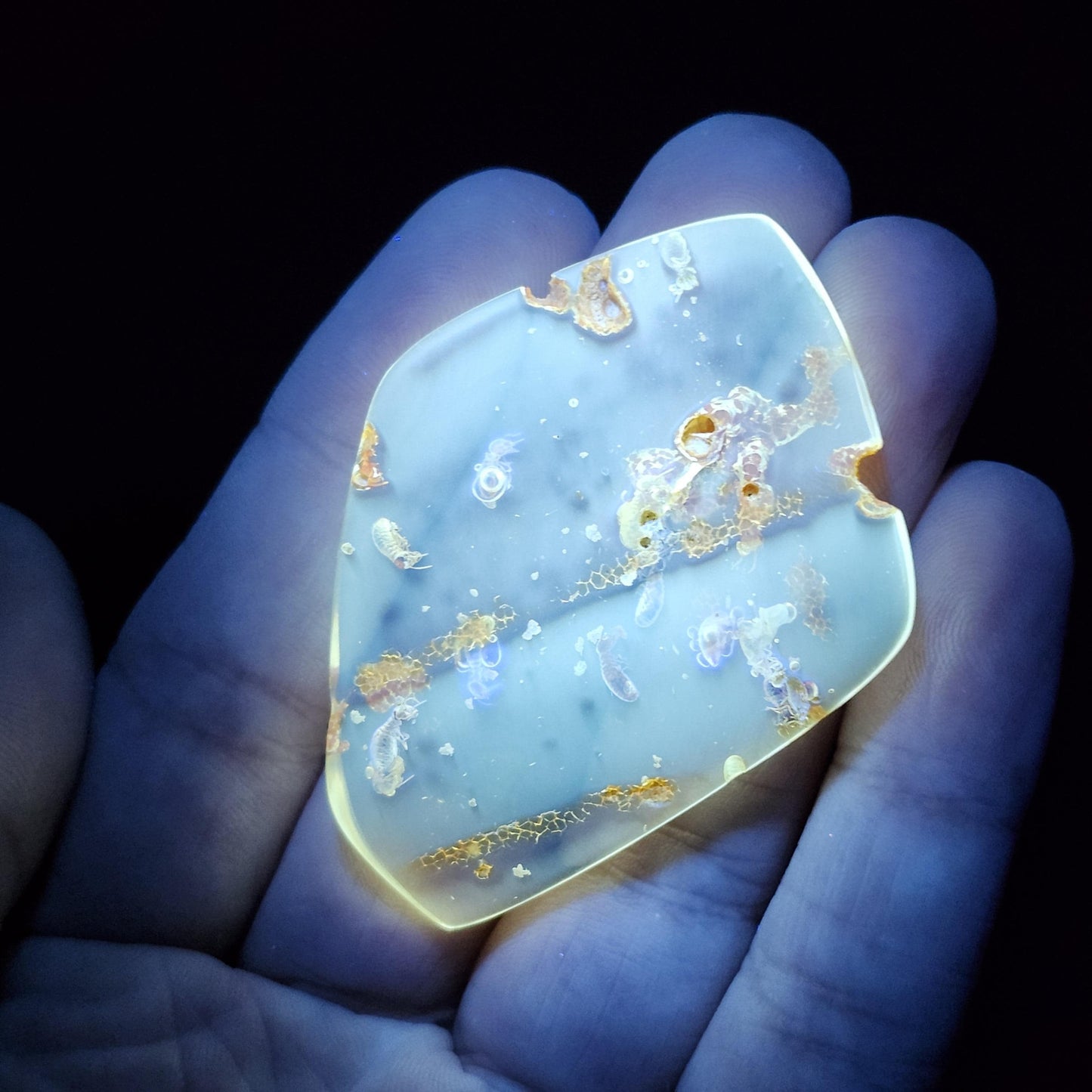 MOVING Enhydro AMBER with Bugs 5.7g