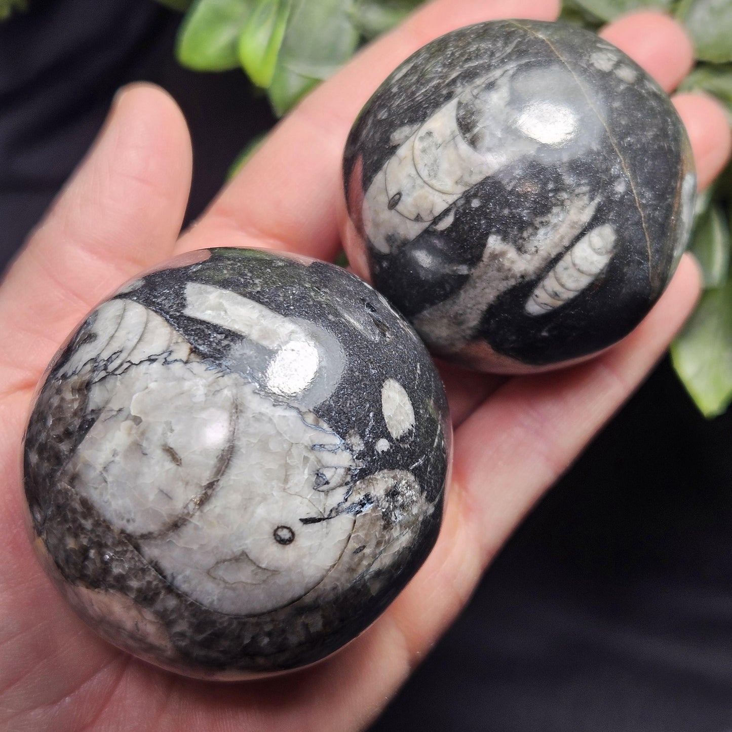 Orthoceras Fossil Sphere, 1.75