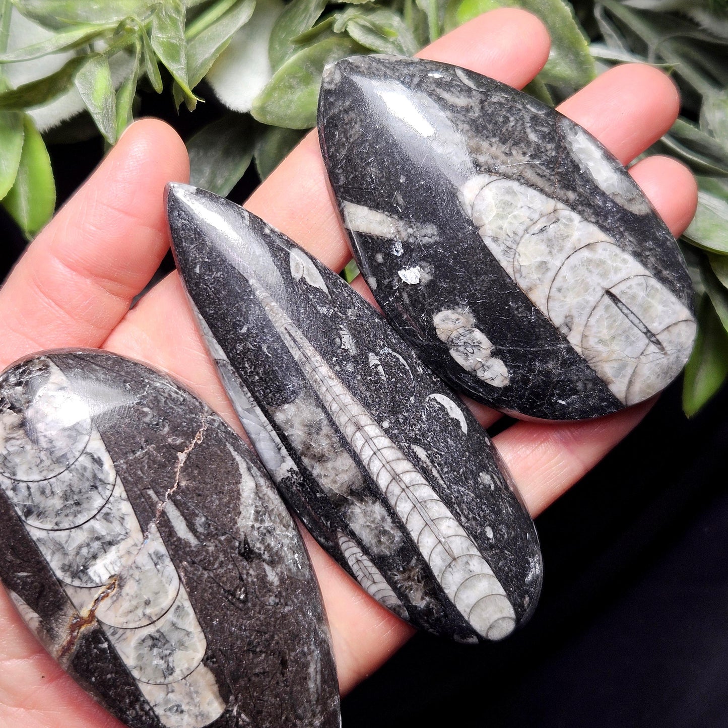 Orthoceras Fossil 2.5