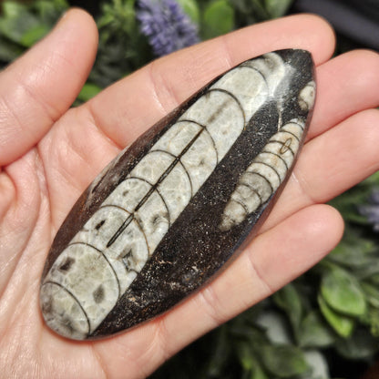 Orthoceras Fossil 2.5