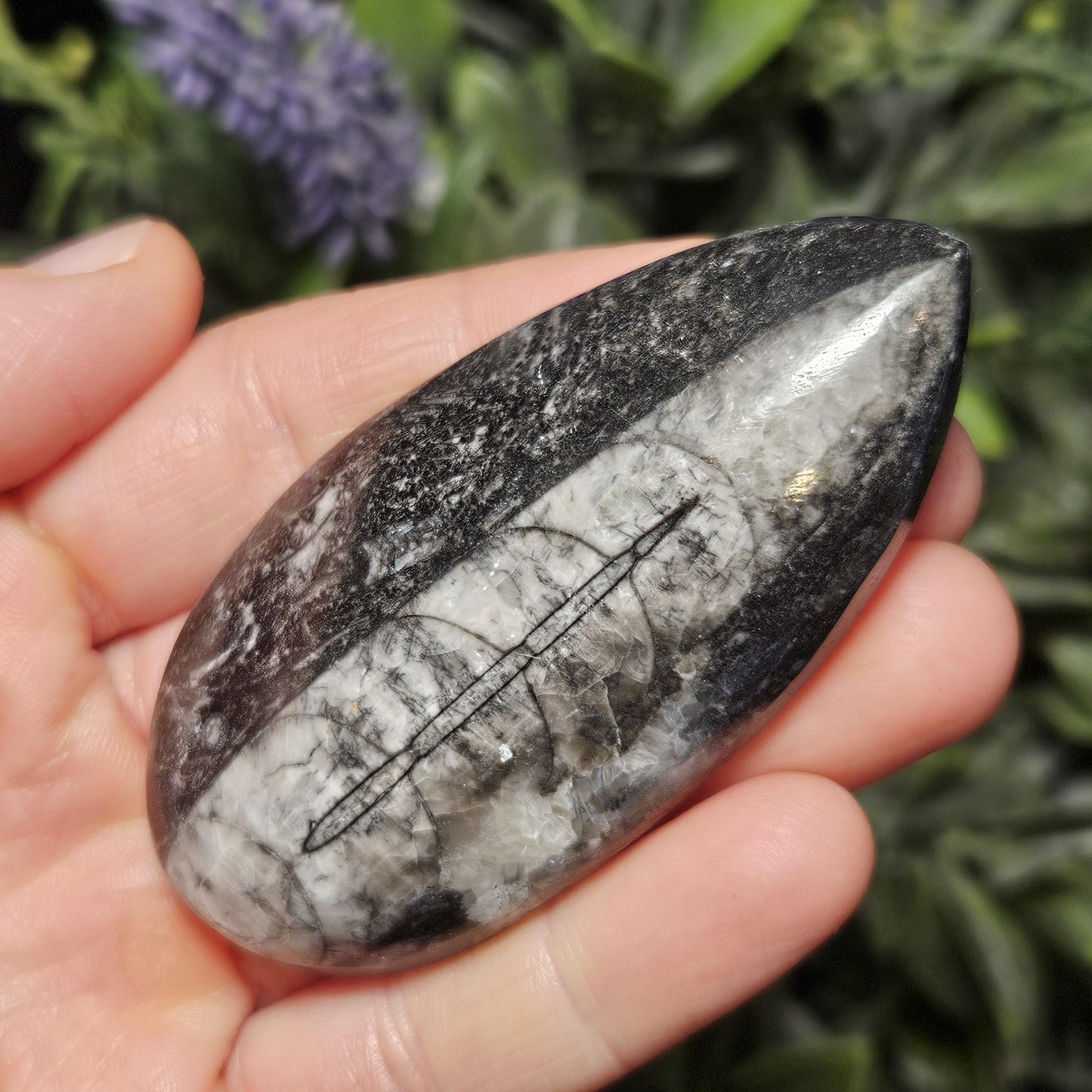 Orthoceras Fossil 2.5