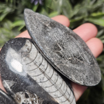 Orthoceras Fossil 2.5