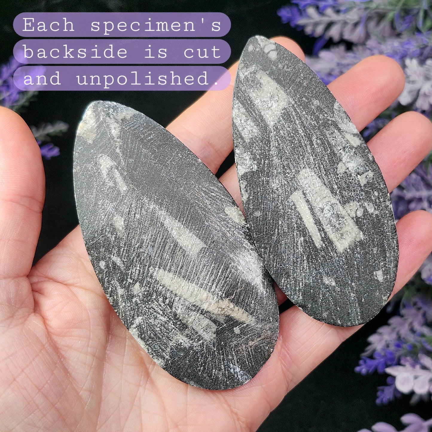 Orthoceras Fossil 2.5