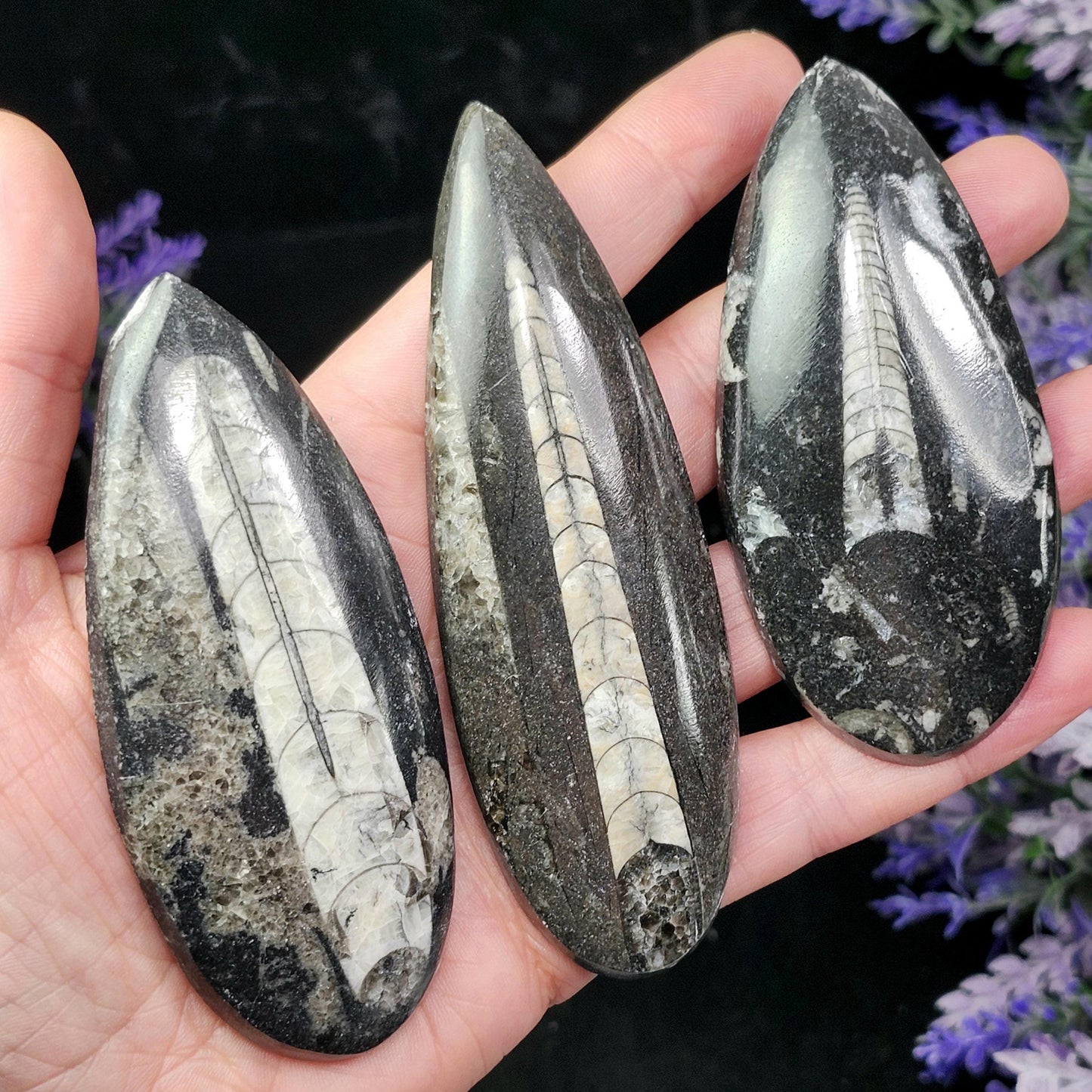 Orthoceras Fossil 2.5