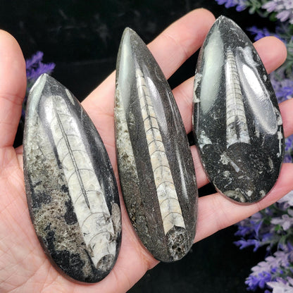 Orthoceras Fossil 2.5