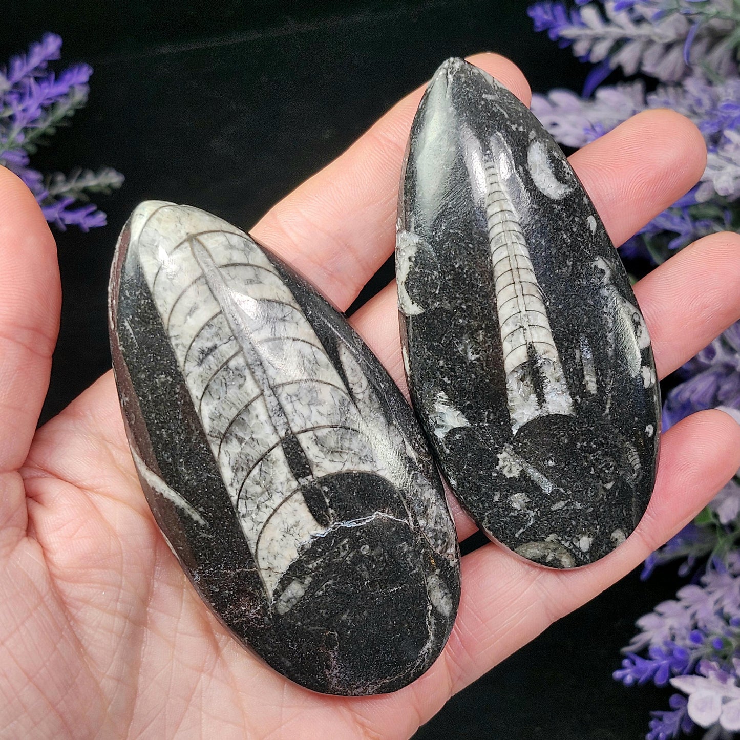 Orthoceras Fossil 2.5