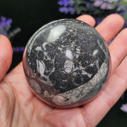 Orthoceras Fossil Sphere, 1.75