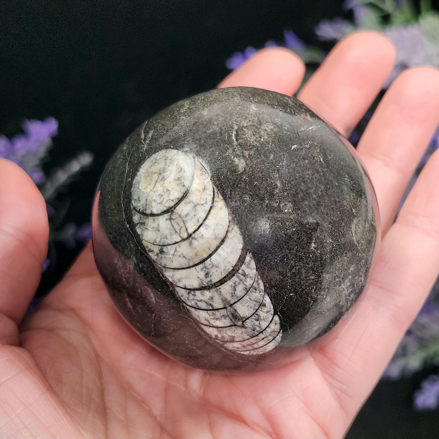 Orthoceras Fossil Sphere, 1.75