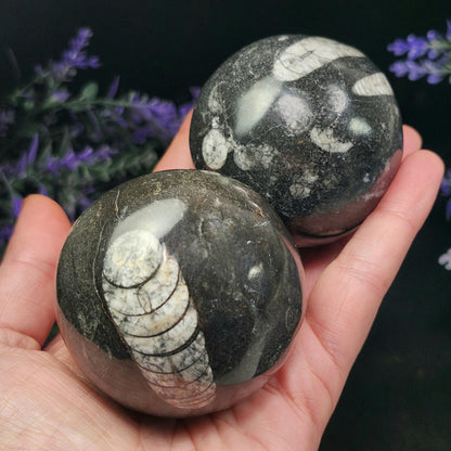 Orthoceras Fossil Sphere, 1.75