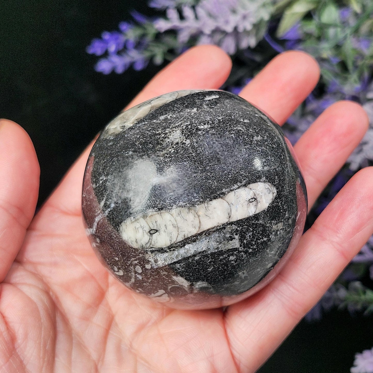 Orthoceras Fossil Sphere, 1.75