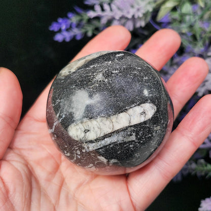 Orthoceras Fossil Sphere, 1.75