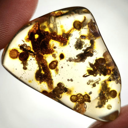 MOVING Enhydro AMBER with Bugs 11g