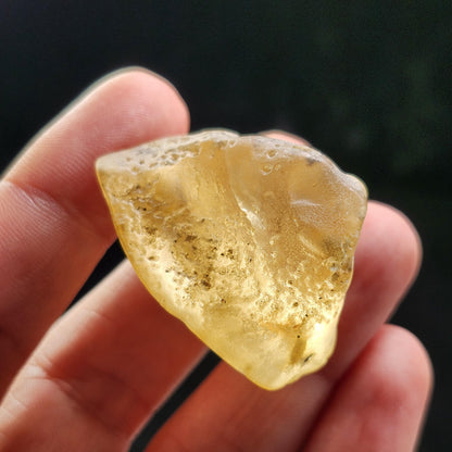 Amber with Termites/Bugs & Static ENHYDRO 10.4g