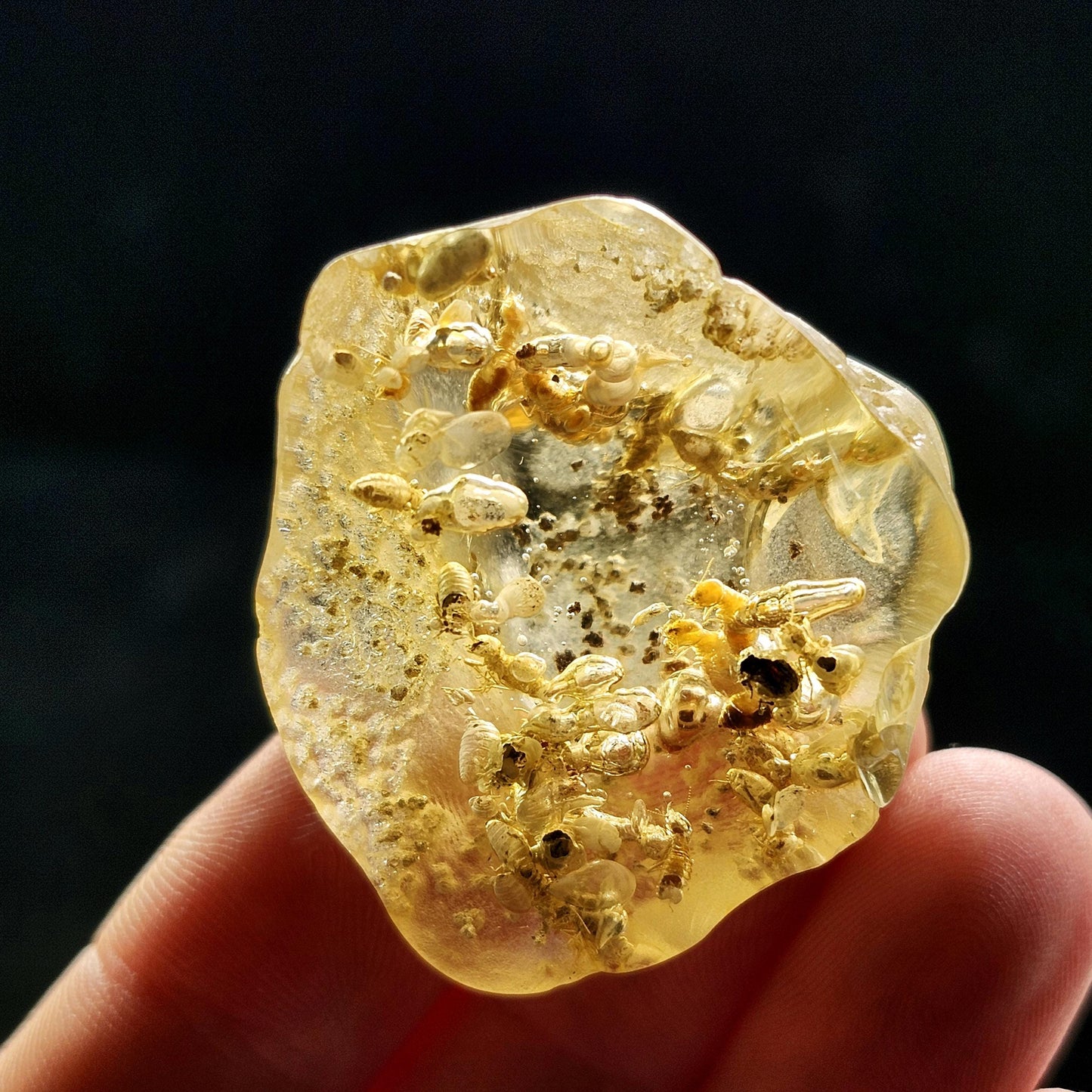 Amber with Termites/Bugs & Static ENHYDRO 10.4g