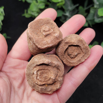 Moroccan Sand Concretion