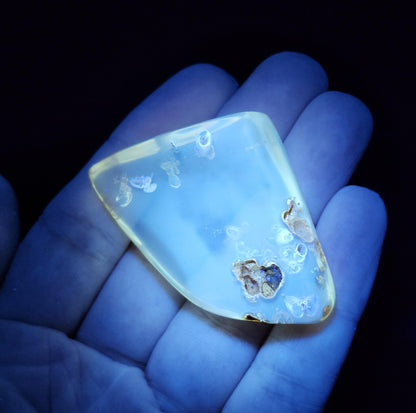 Amber with Bugs & Static ENHYDRO 10.5g