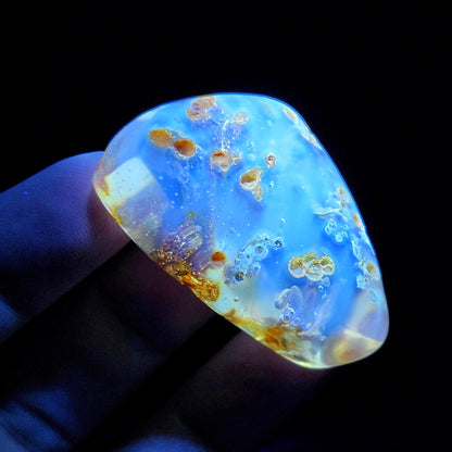 MOVING Enhydro AMBER with Bugs 11g