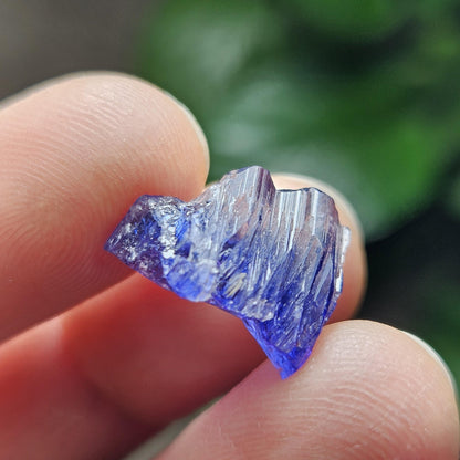 Tanzanite Bicolor Terminated Crystal 2.0 grams